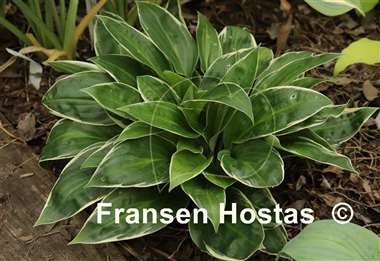 Hosta Gentle Spirit